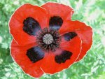 Ladybird Poppy v.jpg