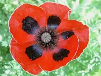 Ladybird Poppy v.webp