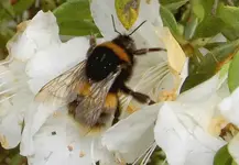 Fruehling 2008 314 v.webp