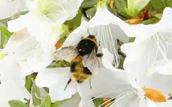 Fruehling 2008 327 v.webp