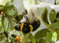 Fruehling 2008 353 v.webp