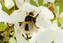 Fruehling 2008 384 v.webp