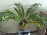 p (7).webp