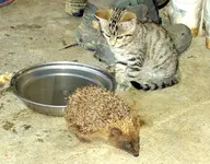 Tiere alt 153v.webp