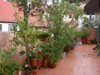 Dachgarten Juli09 002.webp