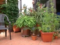 Dachgarten Juli09 007.webp