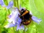 Bumble Bees 024.jpg