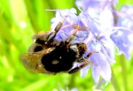 Bumble Bees 026.jpg