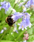 Bumble Bees 027.jpg