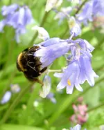 Bumble Bees 027.webp
