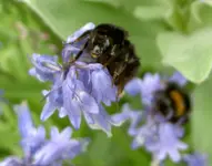 Bumble Bees 028.webp