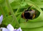 Bumble Bees 029.jpg