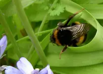Bumble Bees 029.webp