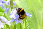 Bumble Bees 030.jpg