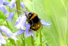 Bumble Bees 030.webp