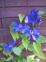 Garten 006.webp