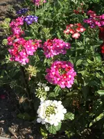 Garten 007.webp
