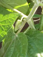Garten 008.webp