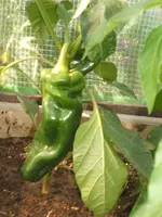 Garten 013.webp