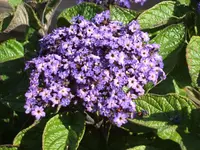 Garten 011.webp
