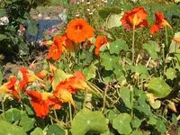 Garten 012.webp