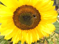 Garten 014.webp