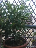 OrangeThai.webp