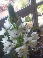 Ornithogalum.webp