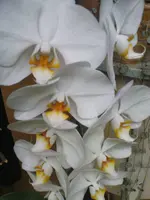 Phal.gelb.webp