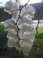 Phal.Rückseite.webp