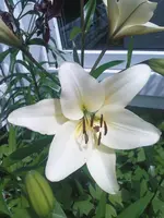 Lilieweiß.webp