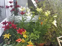 Lilien-bunt.webp