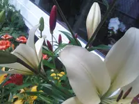 Lilien-von-oben.webp