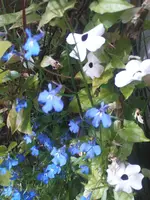 Lobelien&Thunbergia-weiß.webp