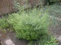 Estragon nach Rasur 001.webp