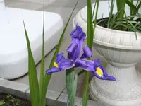 Blume-01.webp