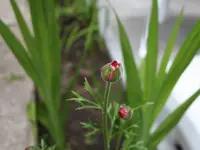Blume-02.webp