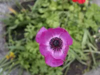 Blume-03.webp