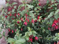 Blume-04.webp
