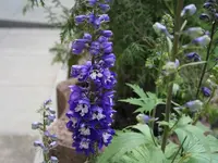 Blume-05.webp