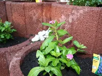 Blume-07.webp