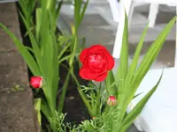 Blume-08.webp