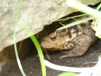 Kroete.webp