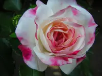 DSCN0987.webp