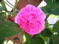 DSCN0988.webp