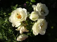 DSCN0989.webp