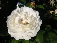 DSCN0991.webp