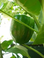 Paprikarot20091.webp