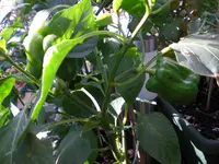 paprikagelb20092.webp