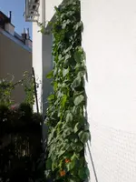 blühenderGartenzaun20091.webp